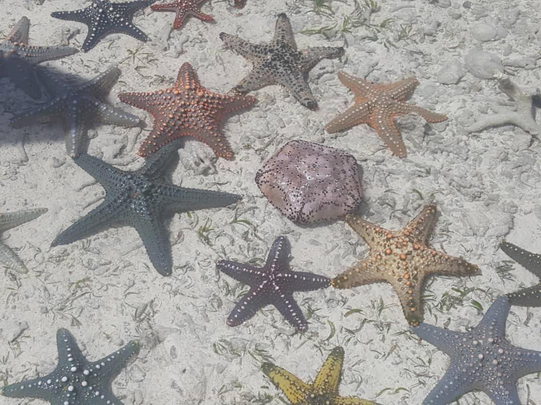 Lucrezia'S Garden Zanzibar Hotel Pwani Mchangani Eksteriør billede